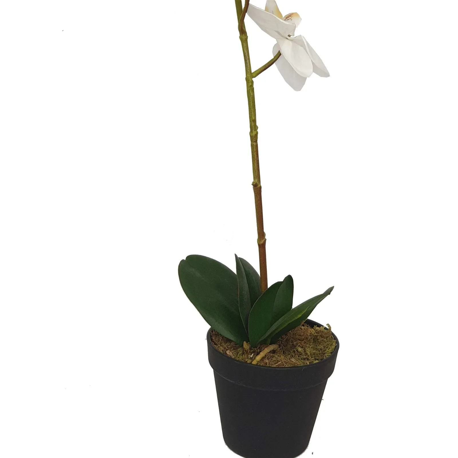 Orchid With White Flowers 60cm Artificial Plant by Criterion